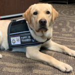 Intervention Dog Training Image